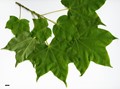 SpeciesSub: subsp. ambigum SpeciesSub: subsp. ambigum